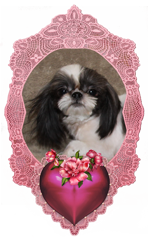 Ransom Chinese Imperial Shih Tzu Stud
